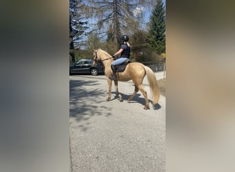 Andalusier, Stute, 8 Jahre, 157 cm, Palomino