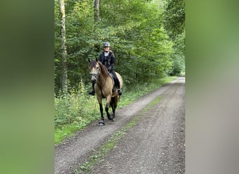 Andalusier, Stute, 8 Jahre, 159 cm, Falbe