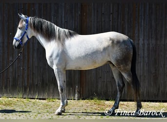 Andalusier, Stute, 8 Jahre, 159 cm, Schimmel