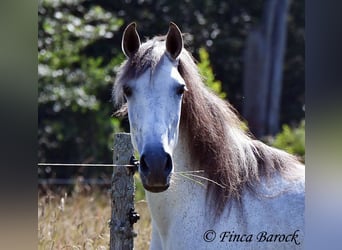 Andalusier, Stute, 8 Jahre, 159 cm, Schimmel