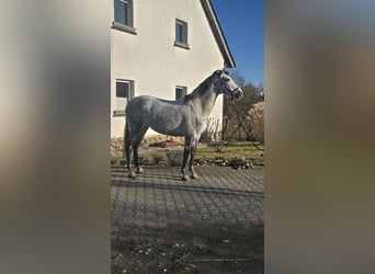 Andalusier, Stute, 8 Jahre, 160 cm, Apfelschimmel