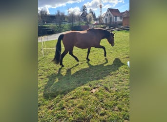 Andalusier Mix, Stute, 8 Jahre, 160 cm, Rotbrauner