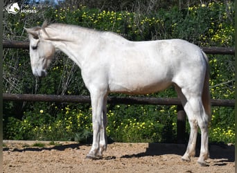 Andalusier, Stute, 8 Jahre, 160 cm, Schimmel