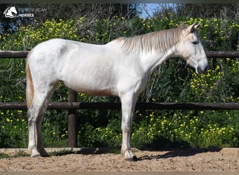Andalusier, Stute, 8 Jahre, 160 cm, Schimmel