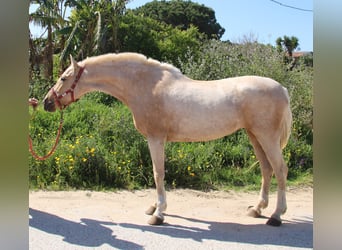 Andalusier, Stute, 8 Jahre, 161 cm, Palomino