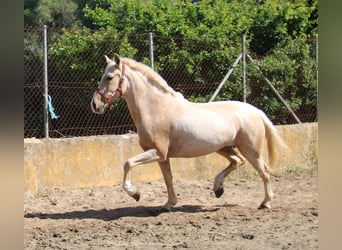 Andalusier, Stute, 8 Jahre, 161 cm, Palomino