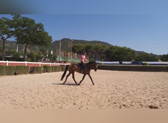 Andalusier Mix, Stute, 8 Jahre, 162 cm, Falbe