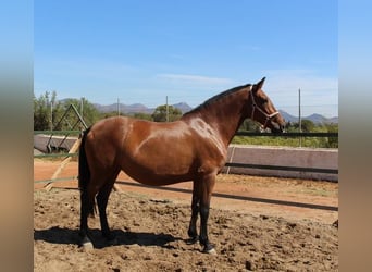 Andalusier, Stute, 8 Jahre, Rotbrauner