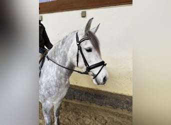 Andalusier Mix, Stute, 9 Jahre, 143 cm, Apfelschimmel
