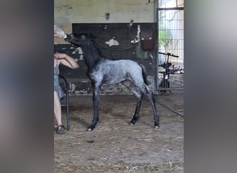Andalusier Mix, Stute, 9 Jahre, 150 cm, Schimmel