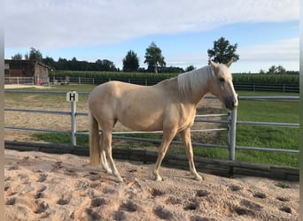 Andalusier Mix, Stute, 9 Jahre, 152 cm, Pearl