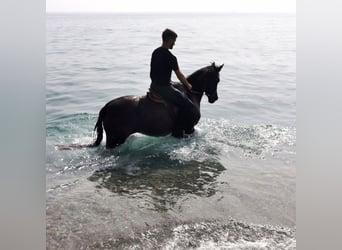 Andalusier, Stute, 9 Jahre, 152 cm, Rappe