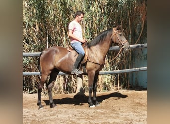 Andalusier, Stute, 9 Jahre, 152 cm, Rappe