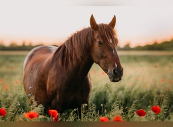 Andalusier, Stute, 9 Jahre, 153 cm, Dunkelbrauner