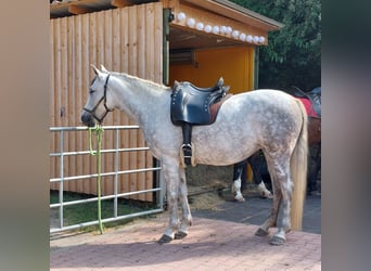Andalusier, Stute, 9 Jahre, 153 cm, Fliegenschimmel