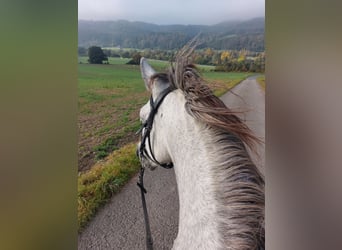 Andalusier, Stute, 9 Jahre, 153 cm, Fliegenschimmel