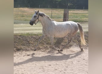 Andalusier, Stute, 9 Jahre, 153 cm, Fliegenschimmel