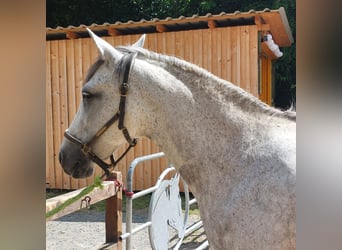 Andalusier, Stute, 9 Jahre, 153 cm, Fliegenschimmel