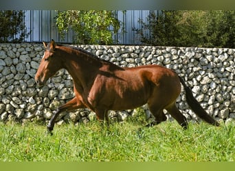 Andalusier, Stute, 9 Jahre, 158 cm, Brauner