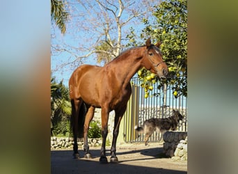 Andalusier, Stute, 9 Jahre, 158 cm, Brauner