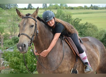 Andalusier, Stute, 9 Jahre, 163 cm, Falbe
