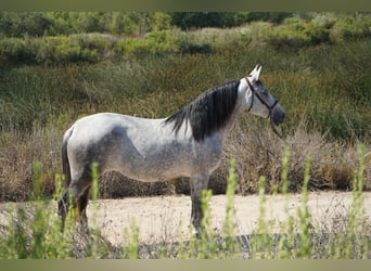 Andalusier, Stute, 9 Jahre, 163 cm, Schimmel