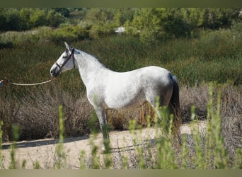 Andalusier, Stute, 9 Jahre, 163 cm, Schimmel