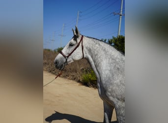 Andalusier, Stute, 9 Jahre, 163 cm, Schimmel