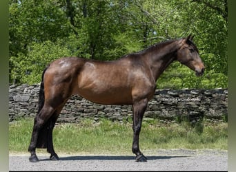 Andalusier, Stute, 9 Jahre, 165 cm, Rotbrauner