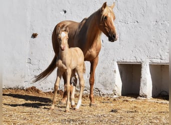 Andalusier, Stute, Fohlen (04/2026), 160 cm, Pearl