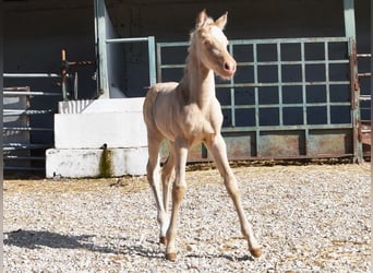 Andalusier, Stute, Fohlen (04/2026), 160 cm, Pearl