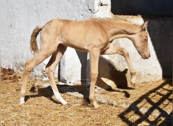 Andalusier, Stute, Fohlen (04/2026), 160 cm, Pearl