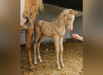 Andalusier, Stute, Fohlen (04/2026), 160 cm, Pearl