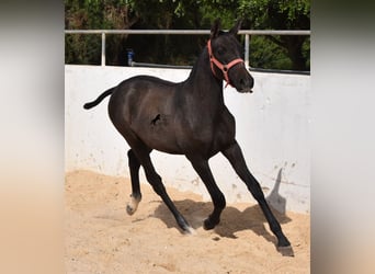 Andalusier, Stute, Fohlen (03/2023), 160 cm, Schimmel