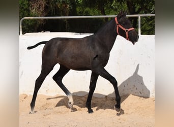 Andalusier, Stute, Fohlen (03/2023), 160 cm, Schimmel