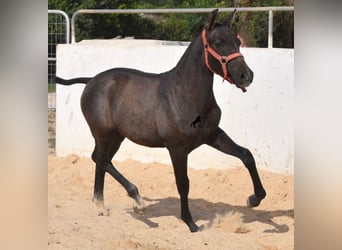 Andalusier, Stute, Fohlen (03/2023), 160 cm, Schimmel