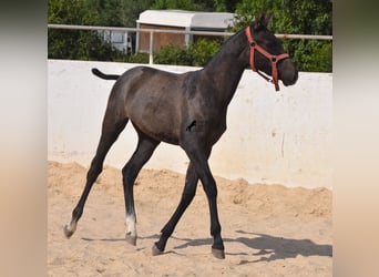 Andalusier, Stute, Fohlen (03/2023), 160 cm, Schimmel