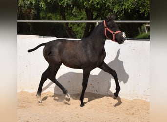 Andalusier, Stute, Fohlen (03/2023), 160 cm, Schimmel