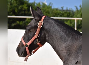 Andalusier, Stute, Fohlen (03/2023), 160 cm, Schimmel