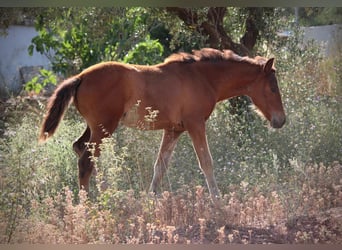 Andalusier Mix, Stute, Fohlen (03/2026), 165 cm, Brauner