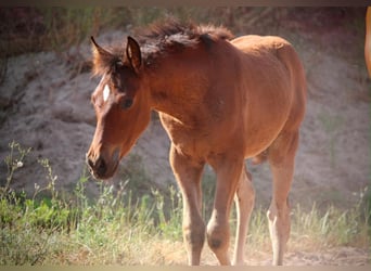 Andalusier Mix, Stute, Fohlen (03/2026), 165 cm, Brauner