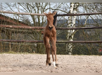 Andalusier, Stute, , Buckskin
