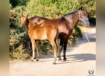 Andalusier, Stute, Fohlen (01/2026), Dunkelbrauner