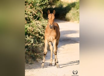 Andalusier, Stute, Fohlen (01/2026), Dunkelbrauner