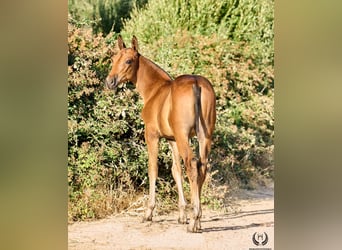 Andalusier, Stute, Fohlen (01/2026), Dunkelbrauner