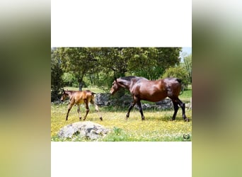 Andalusier, Stute, Fohlen (01/2026), Dunkelbrauner