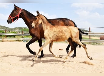 Andalusier, Stute, , Falbe