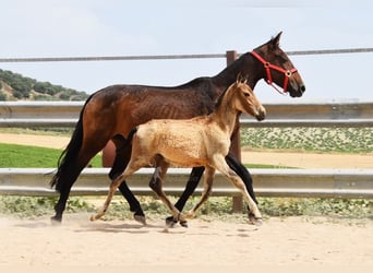 Andalusier, Stute, , Falbe
