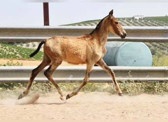 Andalusier, Stute, , Falbe
