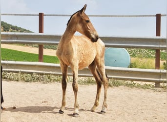Andalusier, Stute, , Falbe
